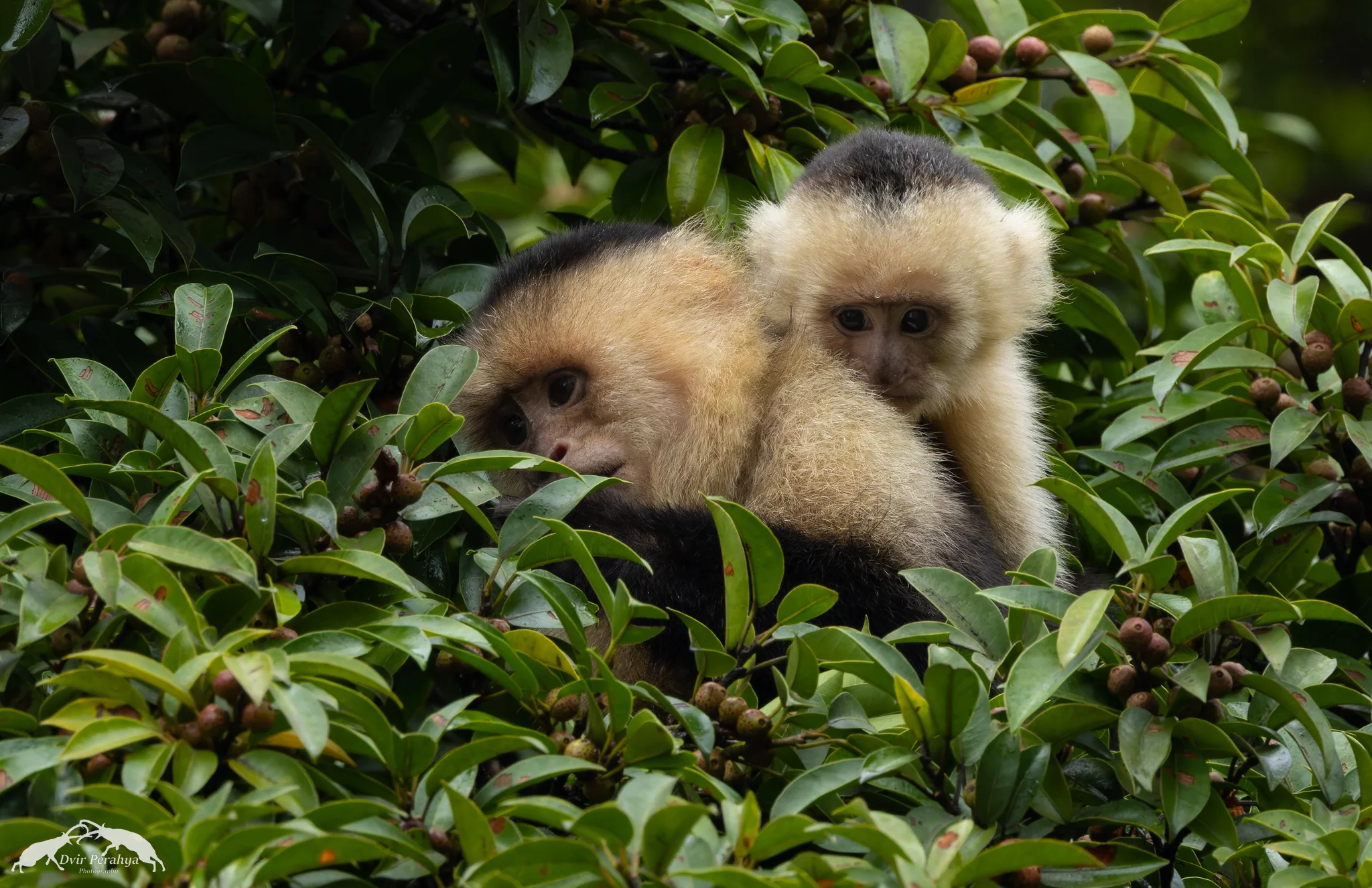 Capuchin monkey, Monteverde